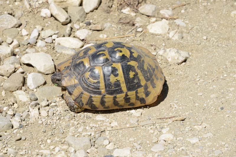 Testudo hermanni