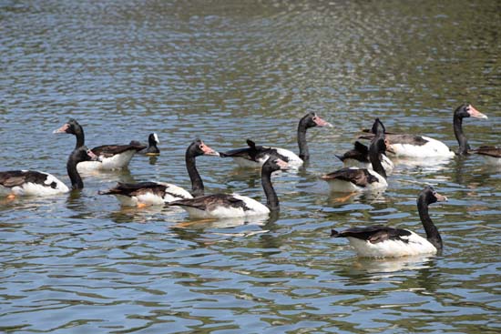 Magpie Geese