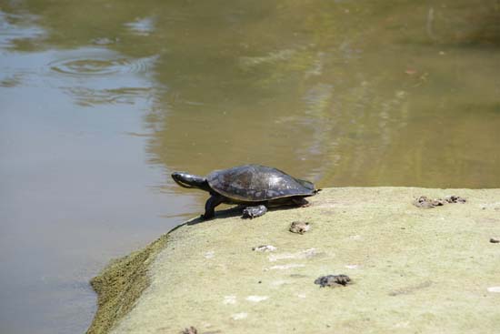 Long-necked Turtle