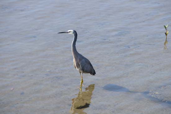 Heron