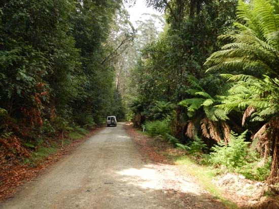 Barrington Tops NP