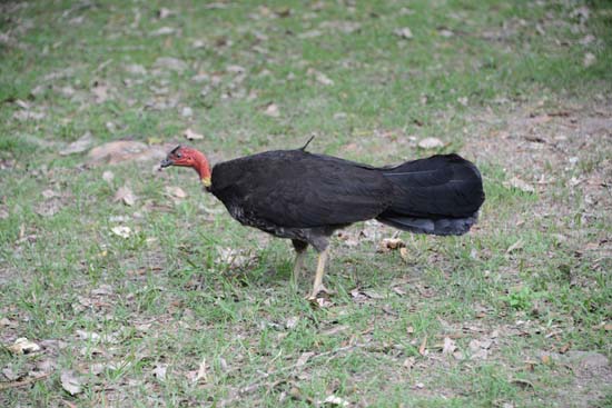 Brush Turkey