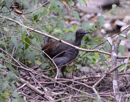 Lyrebird