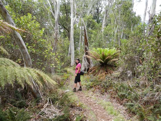 Barrington Tops NP