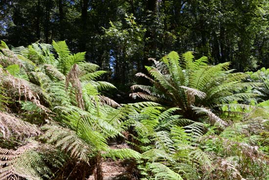 Barrington Tops NP