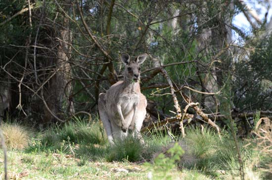 Eastern Grey Kangaroo