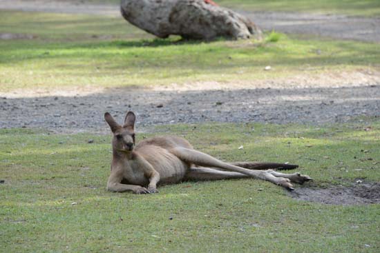 Eastern Grey Kangaroo