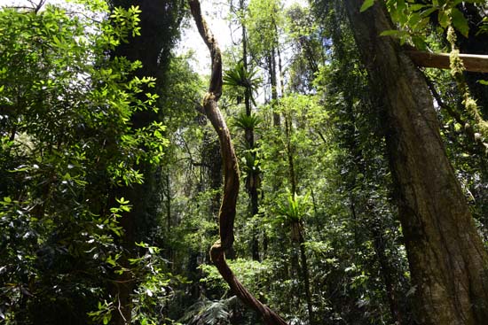 Dorrigo NP