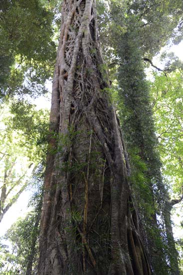 Dorrigo NP