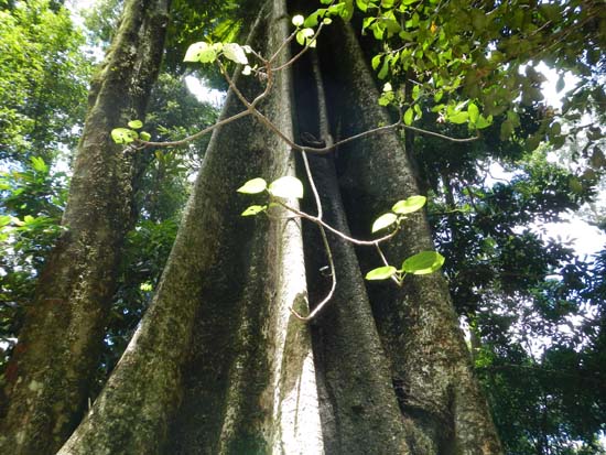 Dorrigo NP