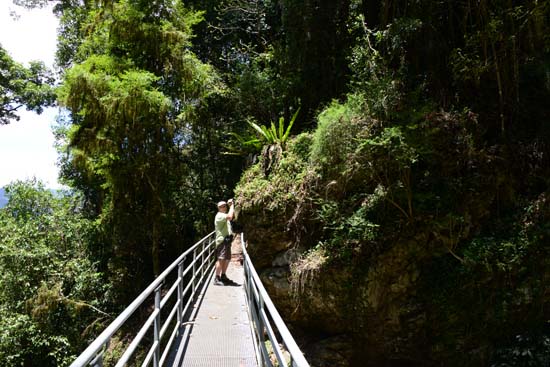 Dorrigo NP