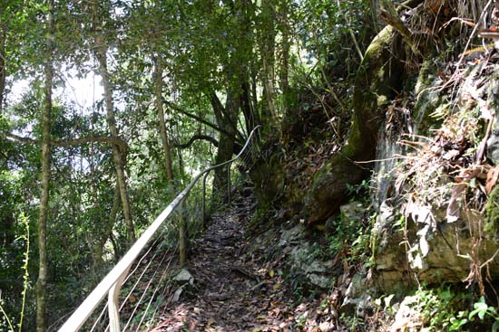 Dorrigo NP