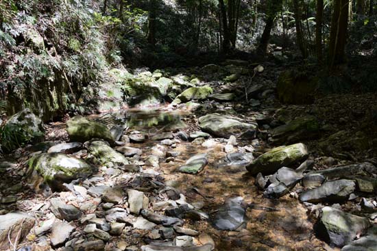 Dorrigo NP