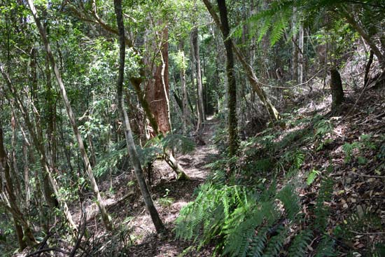 Dorrigo NP