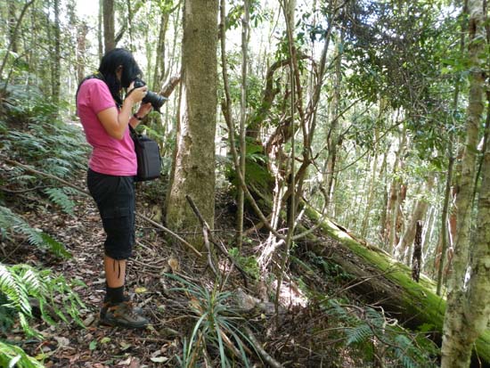 Dorrigo NP