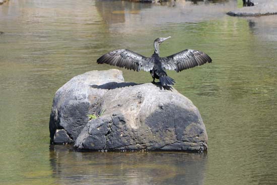 Cormorant