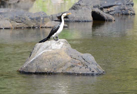 Cormorant