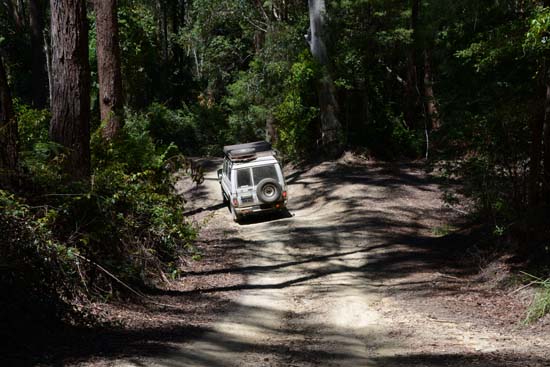 Pine Road, Bindarri NP