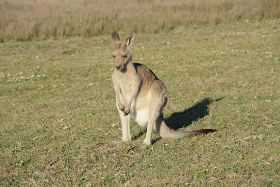 Eastern Grey Kangaroo