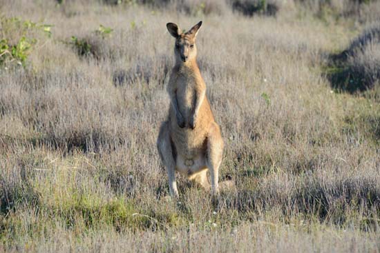 Eastern Grey Kangaroo