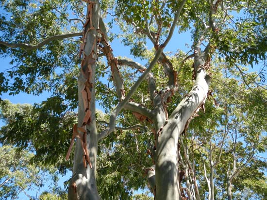 Gum Tree