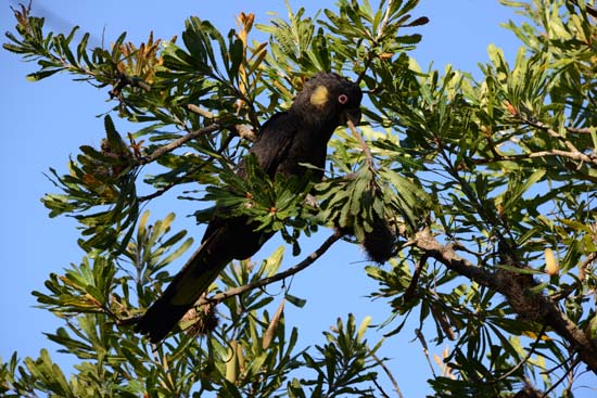 Yellow-tailed Black Cockatoo