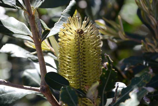 Banksia