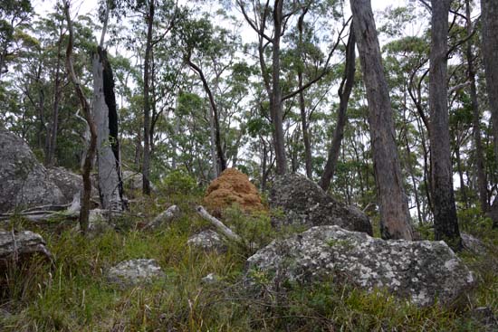 Bald Rock NP