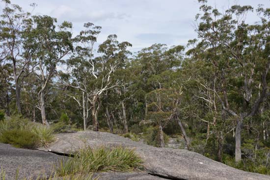 Bald Rock NP