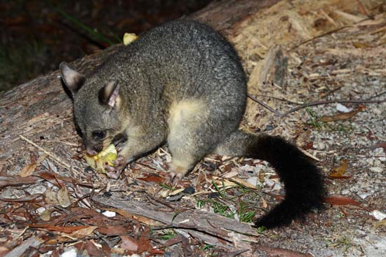 Brush-tailed Possum