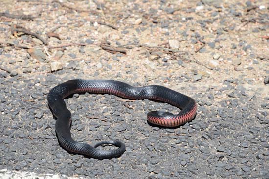 Red-bellied Black Snake