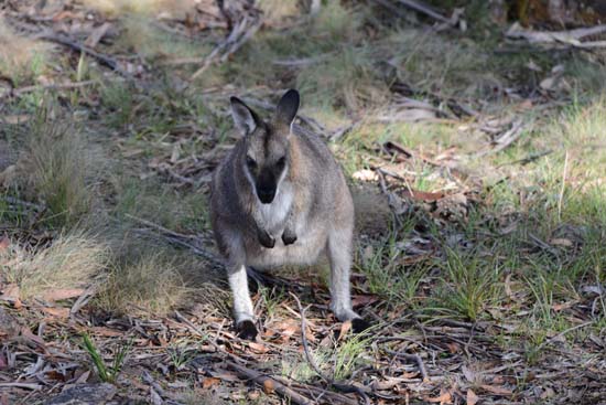 Red-necked Wallaby