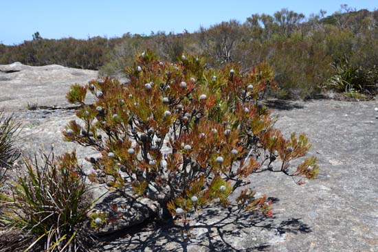 Kanangra Plateau