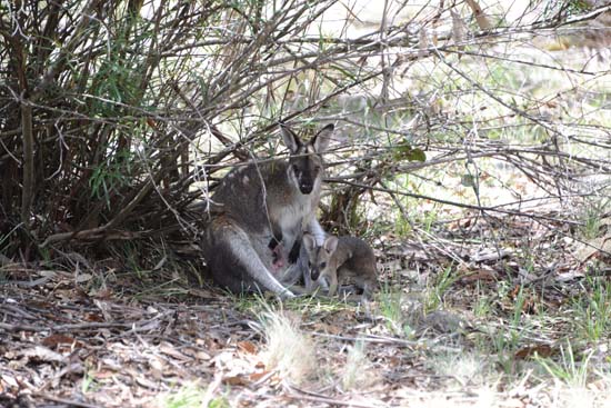 Red-necked Wallaby with Joey