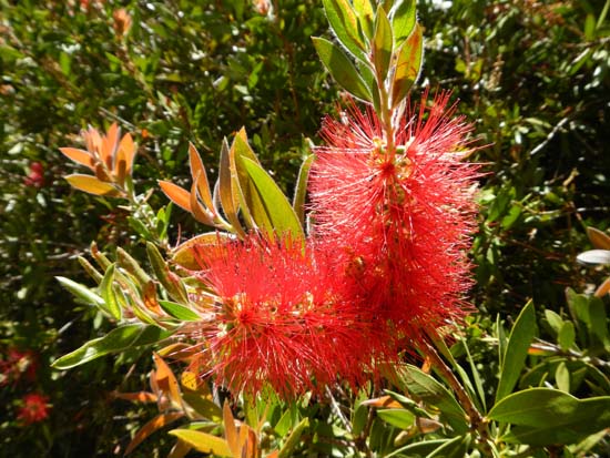 Bottlebrush