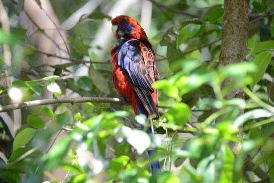 Crimson Rosella