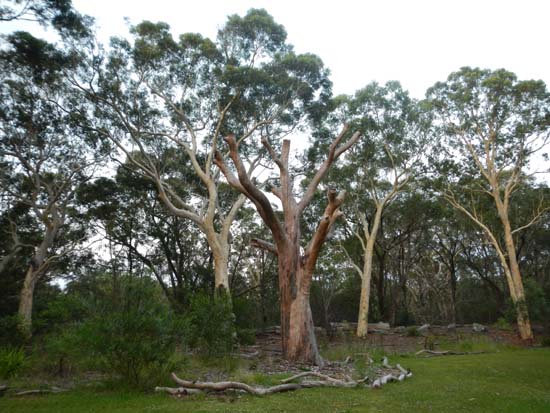 Lane Cove NP