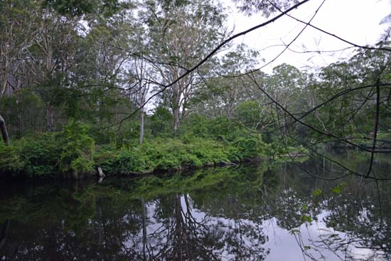 Lane Cove NP