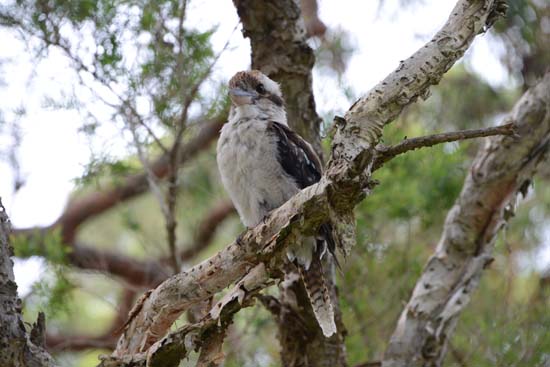 Kookaburra