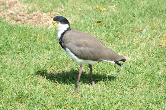 Masked Lapwing