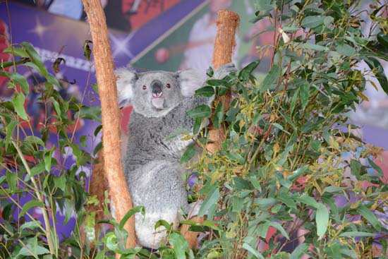 Koala