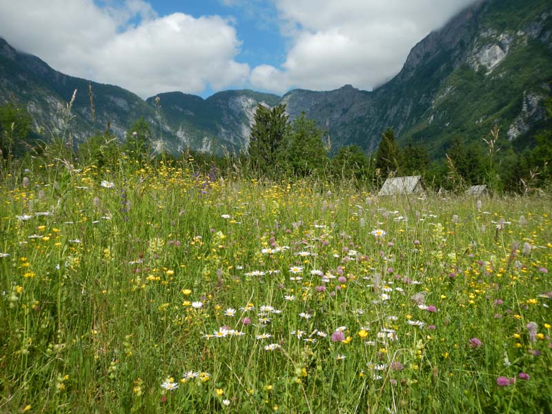 Bohinj