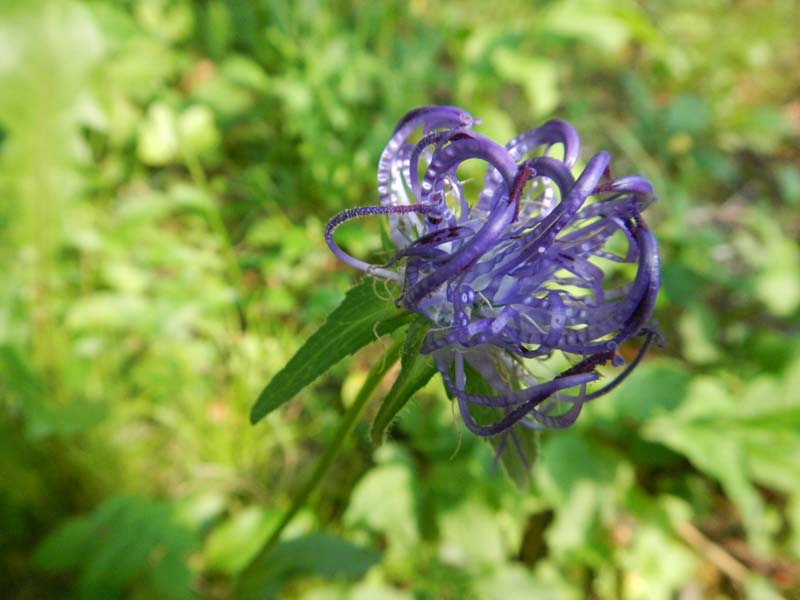 Teufelskralle