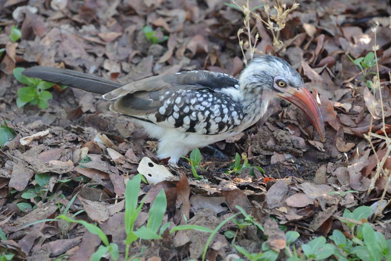 Red-billed Hornbill