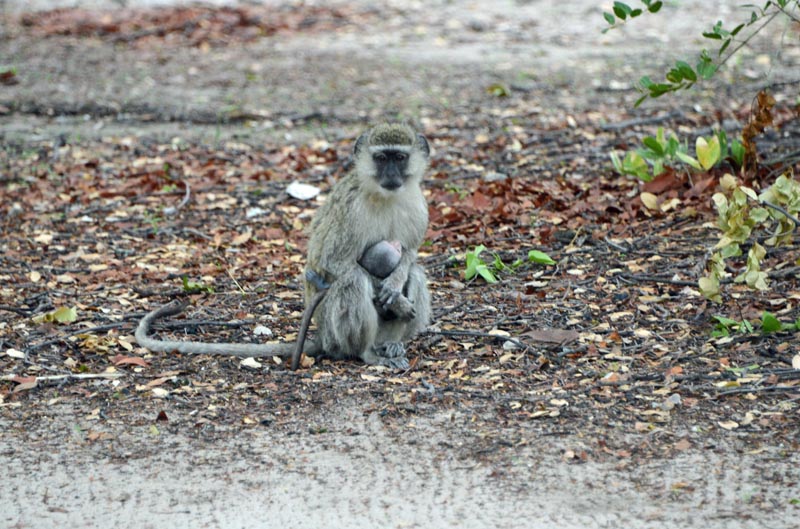 Vervet Monkey