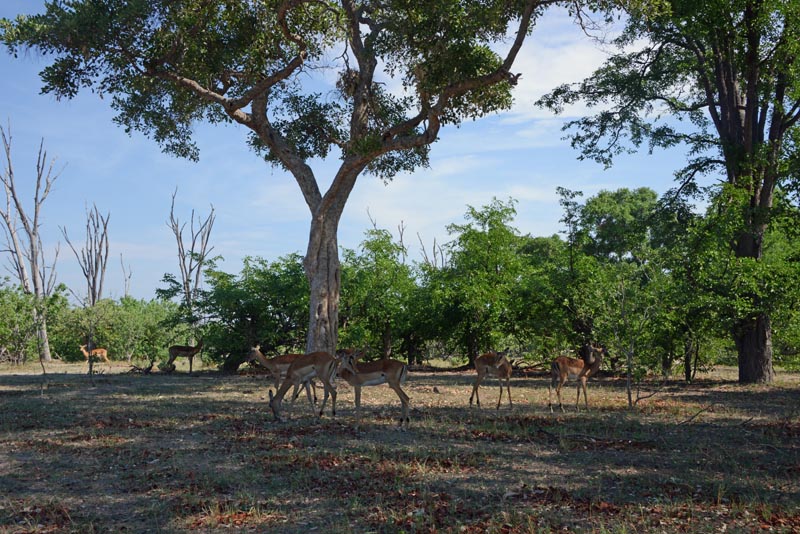 Impala