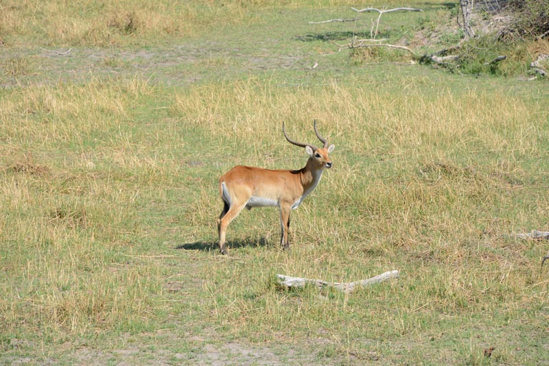 Lechwe