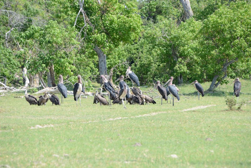 White-backed Vulture & Marabou