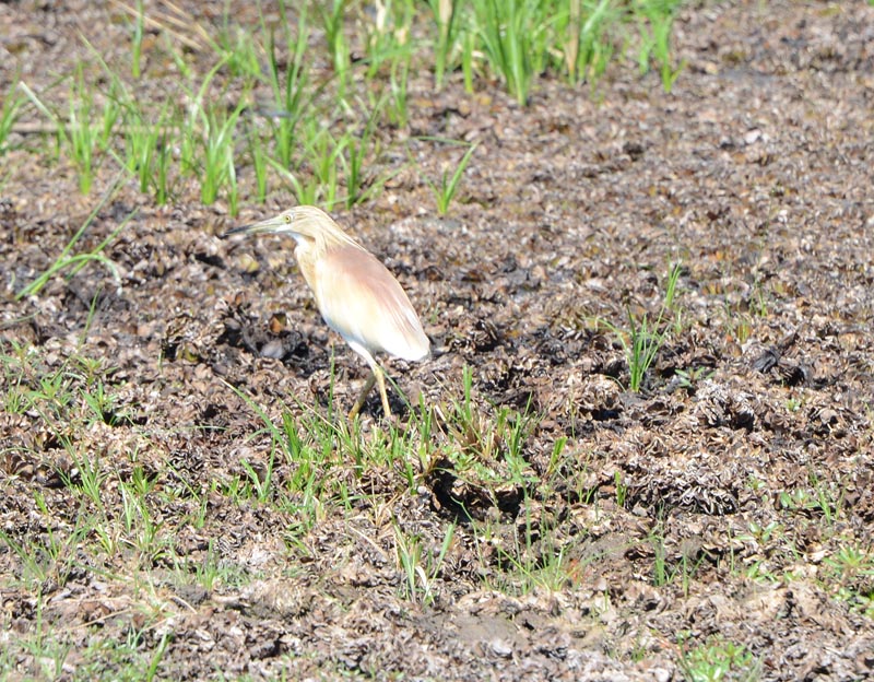 Squacco Heron