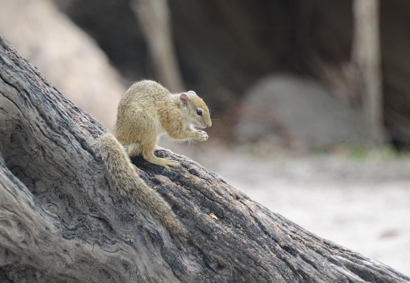 Tree Squirrel